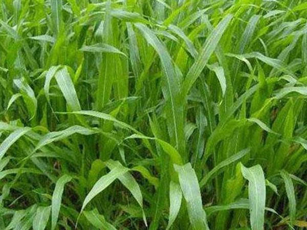 墨西哥玉米草種子哪家公司有賣?育苗方法是什么? 墨西哥玉米草種子哪家公司有賣?育苗方法是什么?