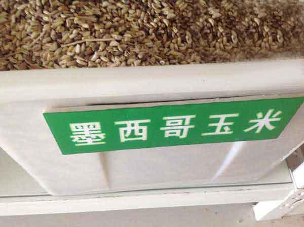 墨西哥玉米草種子種植技術，掌握好才能順利養殖