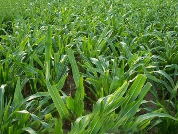 高產牧草墨西哥玉米好種植嗎？種植方法是什么？