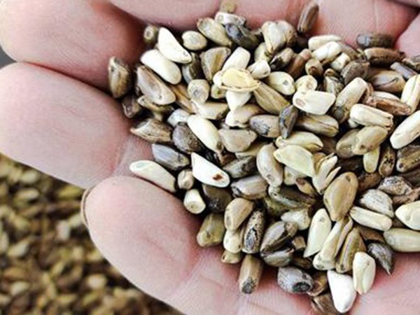 墨西哥玉米草出苗成活率是什么原因，怎么樣提高成活率？