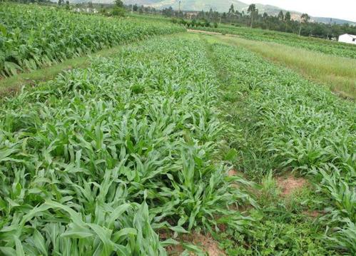 優質牧草墨西哥玉米草適合在哪里種植比較好 優質牧草墨西哥玉米草適合在哪里種植比較好