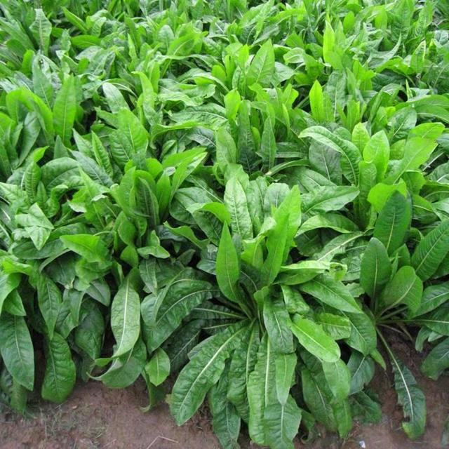 菊苣草可以養殖雞鴨鵝豬魚，是多年生的嗎