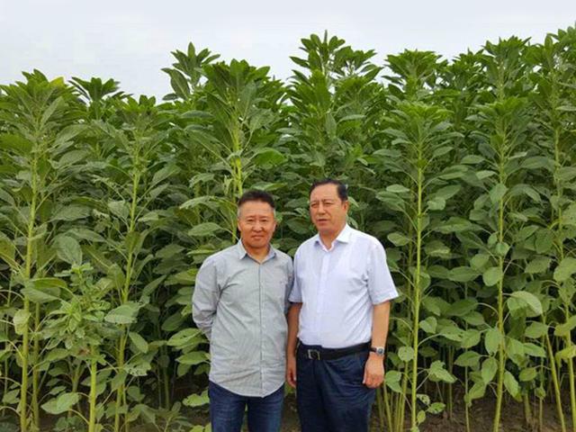 籽粒莧的飼用價(jià)值和種植方法管理技術(shù) 籽粒莧的飼用價(jià)值和種植方法管理技術(shù)