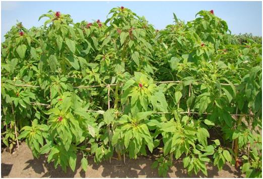 優(yōu)質(zhì)牧草——籽粒莧栽培管理技術(shù)與播種方法 優(yōu)質(zhì)牧草——籽粒莧栽培管理技術(shù)與播種方法