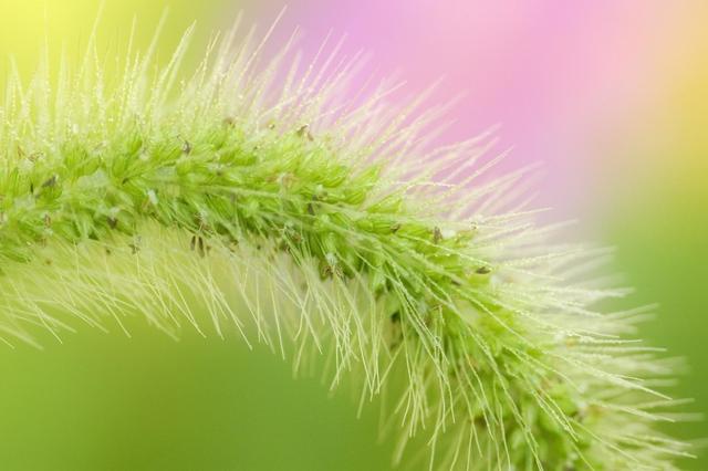 狼尾草的多種用途有哪些與種植方式