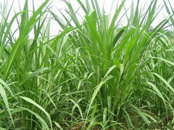 養(yǎng)殖用牧草種子播種量和播種技術是什么 養(yǎng)殖用牧草種子播種量和播種技術是什么