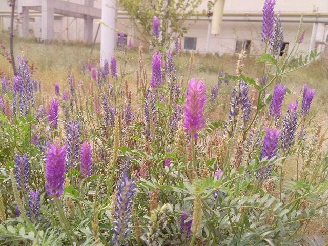 正確的種植沙打旺,需要注意的地方有哪些 正確的種植沙打旺,需要注意的地方有哪些