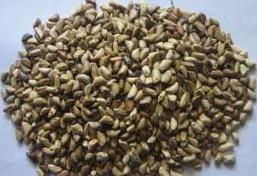 草木犀種植方法及特點(diǎn)介紹,什么時(shí)候種植比較好 草木犀種植方法及特點(diǎn)介紹,什么時(shí)候種植比較好