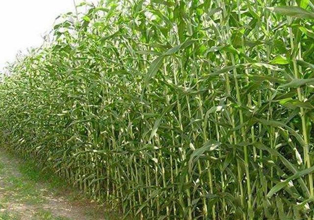 甜高粱播種對生長環境有什么要求,種植應該注意什么 甜高粱播種對生長環境有什么要求,種植應該注意什么