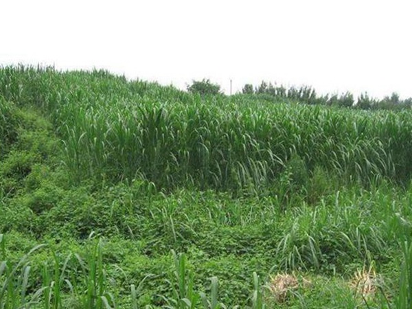 一畝地皇竹草能養幾只羊?可以養多少頭牛在南方地區? 一畝地皇竹草能養幾只羊?可以養多少頭牛在南方地區?