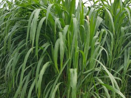 皇竹草可以養(yǎng)豬嗎？皇竹草牧草種子優(yōu)點有哪些？