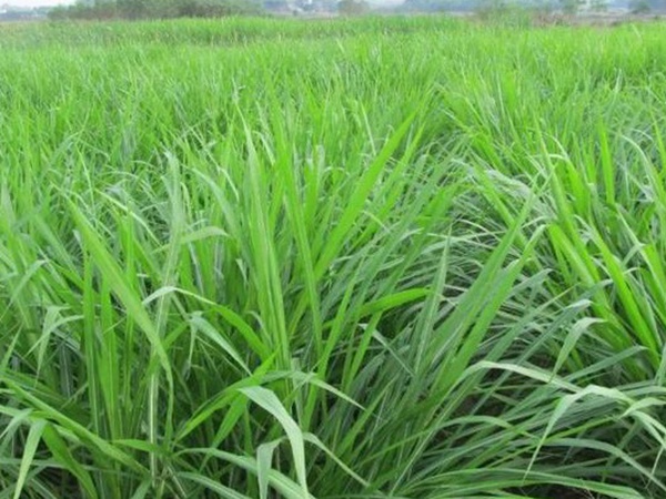 皇竹草養牛,種植皇竹草牧草一畝地可以養殖多少牛? 皇竹草養牛,種植皇竹草牧草一畝地可以養殖多少牛?