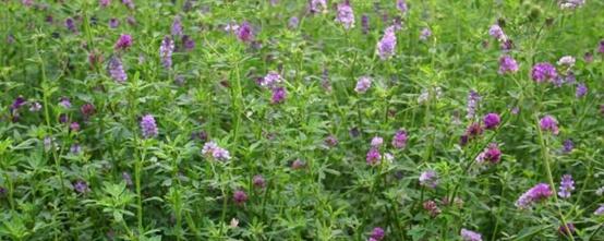 紫花苜蓿草如何種植，紫花苜蓿種植需要幾個步驟？