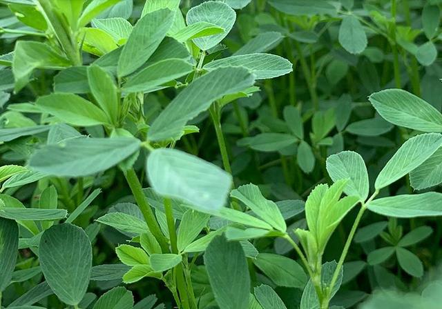 紫花苜蓿的高效栽培管理方法和加工技術