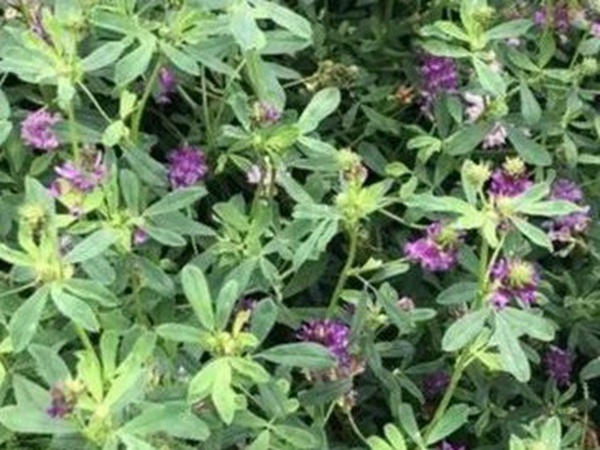 紫花苜蓿最佳種植時間是什么時候? 紫花苜蓿最佳種植時間是什么時候?