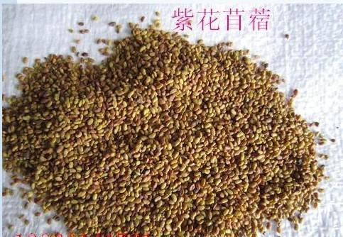 紫花苜蓿的市場批發價格以及播種方法 紫花苜蓿的市場批發價格以及播種方法