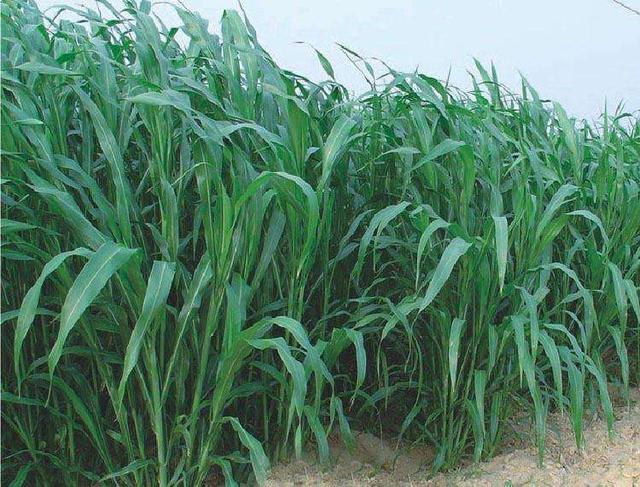 優(yōu)質的牧草——蘇丹草，怎么種植可以高產