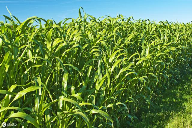 牛羊愛吃的蘇丹草,獲得高產(chǎn)量牧草需要這樣種植 牛羊愛吃的蘇丹草,獲得高產(chǎn)量牧草需要這樣種植