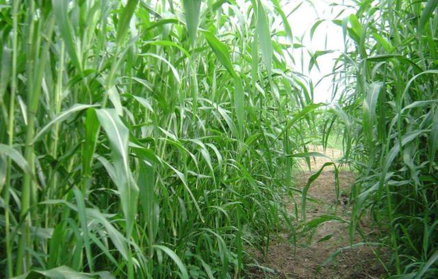 優質牧草——高丹草，種植高丹草種子如何高產？