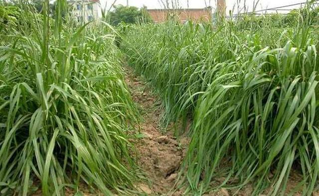 高丹草對環境有什么要求,在什么環境下存活 高丹草對環境有什么要求,在什么環境下存活