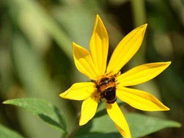 串葉松香飼用價值及方法以及播種技術 串葉松香飼用價值及方法以及播種技術