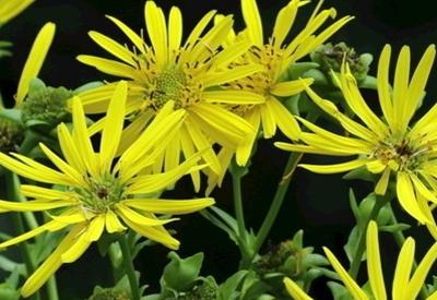 優(yōu)質高產(chǎn)牧草——串葉松香草的種植方法 優(yōu)質高產(chǎn)牧草——串葉松香草的種植方法