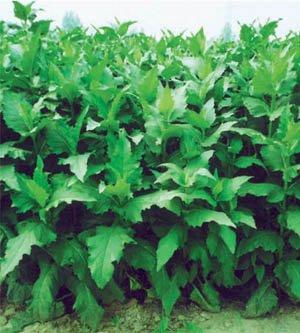 優(yōu)質(zhì)的牧草---串葉松香草,基本詳情介紹 優(yōu)質(zhì)的牧草---串葉松香草,基本詳情介紹