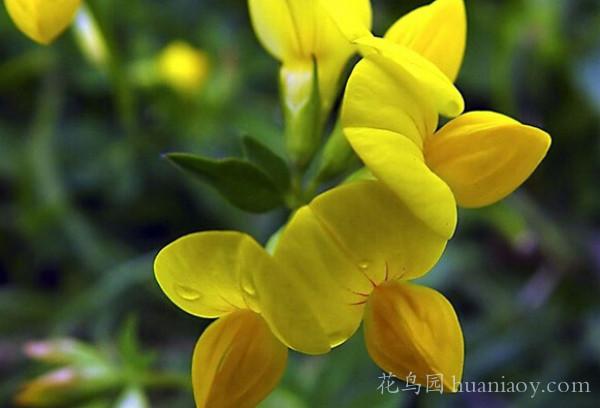 百脈根的養(yǎng)殖方法和播種市注意事項(xiàng)