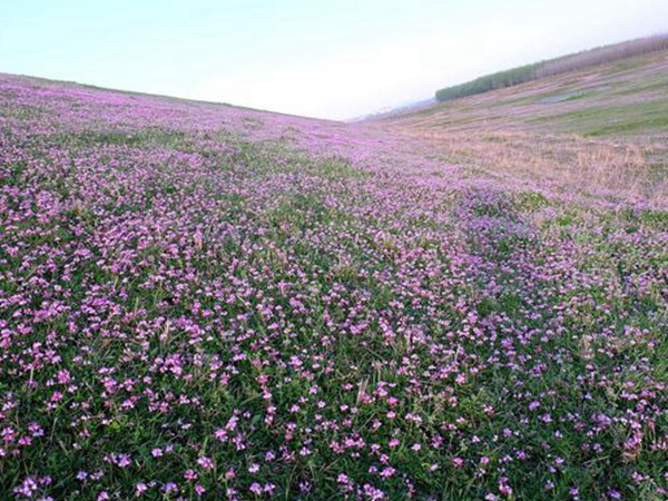 紫云英種植方法是什么?種植需要注意啥? 紫云英種植方法是什么?種植需要注意啥?