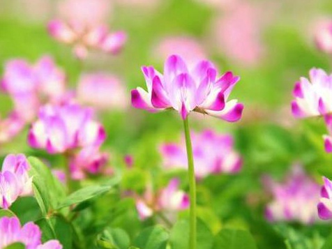 看著很好看的紫云英，紫云英基本介紹