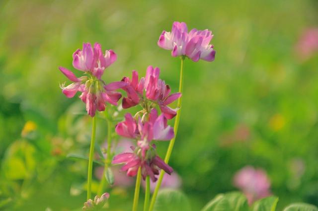 不可或缺的綠肥——紫云英紅花草 不可或缺的綠肥——紫云英紅花草