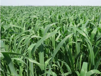 飼用燕麥牧草種子-科納