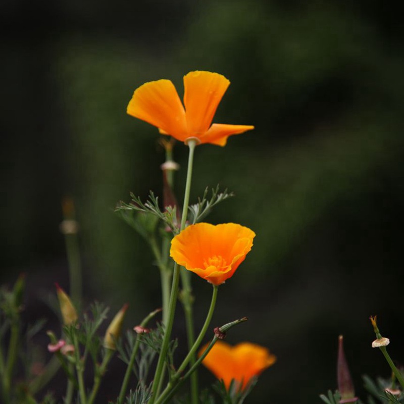 三色旋花 三色旋花