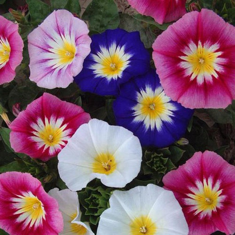 三色旋花 三色旋花