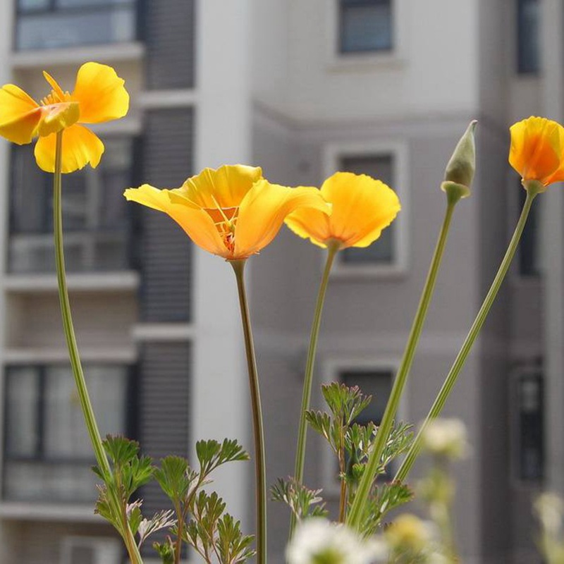 三色旋花 三色旋花