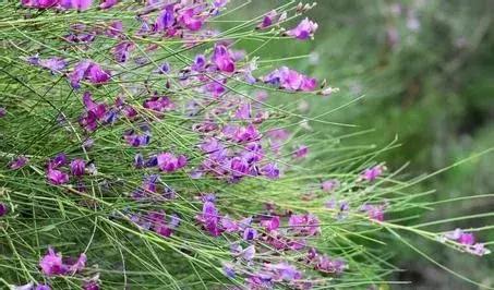 守護沙漠的花姑娘——花棒形態特征以及經濟價值 守護沙漠的花姑娘——花棒形態特征以及經濟價值