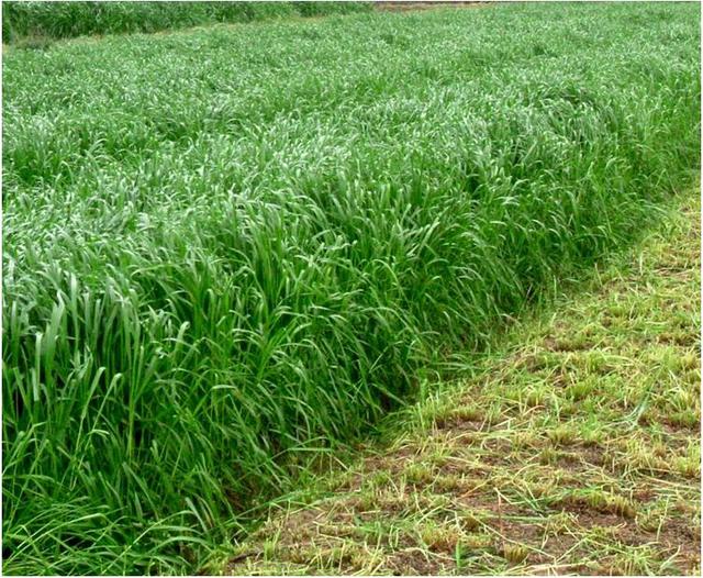 秋冬季節適合養殖種牧草嗎？種植什么牧草比較好？