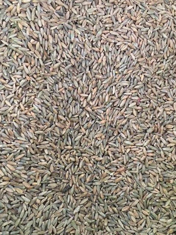 立秋后適合種植的牧草有哪些？種植方法是什么？