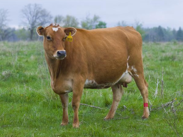 鹽堿地優(yōu)質(zhì)牧草對(duì)于肉牛飼養(yǎng)經(jīng)濟(jì)價(jià)值 鹽堿地優(yōu)質(zhì)牧草對(duì)于肉牛飼養(yǎng)經(jīng)濟(jì)價(jià)值