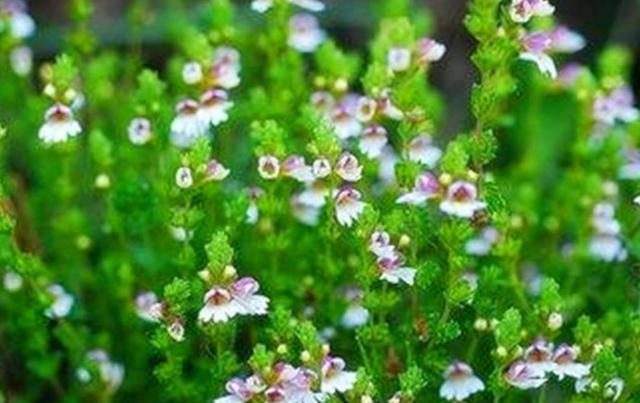 要想小米草種的好，要學會種植的技巧與方法