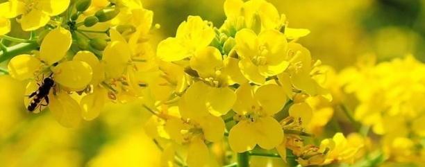 油菜種子如何種，種植方法是什么？