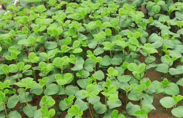 黑豆如何種植？種植方法是什么？有什么需要注意的？