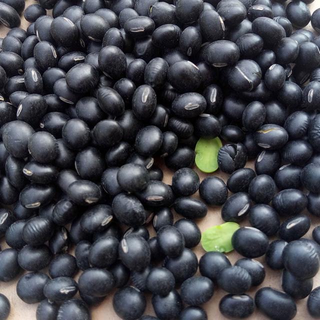 黑豆優質高產栽培技術與后期管理方法