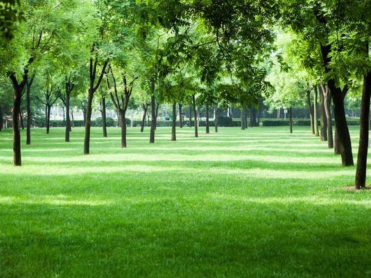 草坪的作用不僅僅是美化環境  還可以凈化空氣、過濾塵埃