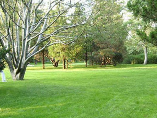 草坪種子常見(jiàn)的有哪些？該怎么樣育苗？