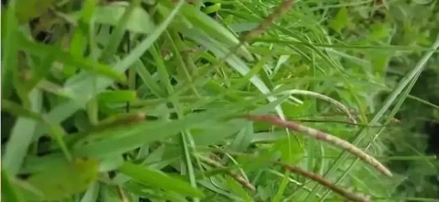 花園草坪的種植方法與養(yǎng)護管理經(jīng)驗