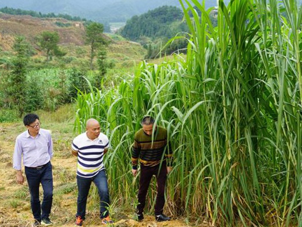 種植牧草需要注意的地方有很多，需要注意什么？