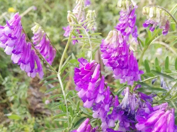 十種優質牧草及其栽培技術與方法 十種優質牧草及其栽培技術與方法