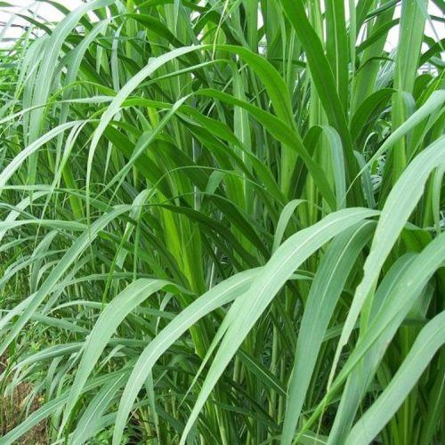 牧草種植需要注意哪些 喂牛用哪些牧草種植比較好