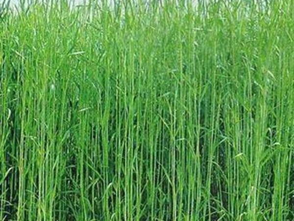 牧草要怎么種植比較好，有什么好的方法？